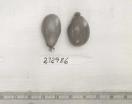 Click for 1 image(s) for this accession. FRUIT